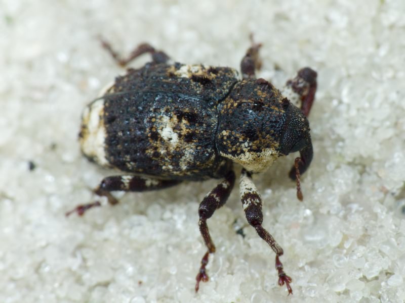 Cryptorhynchus (Cryptorhynchus) lapathi (Linnaeus, 1758)